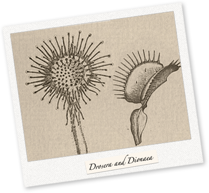 Drosera & Dionaea